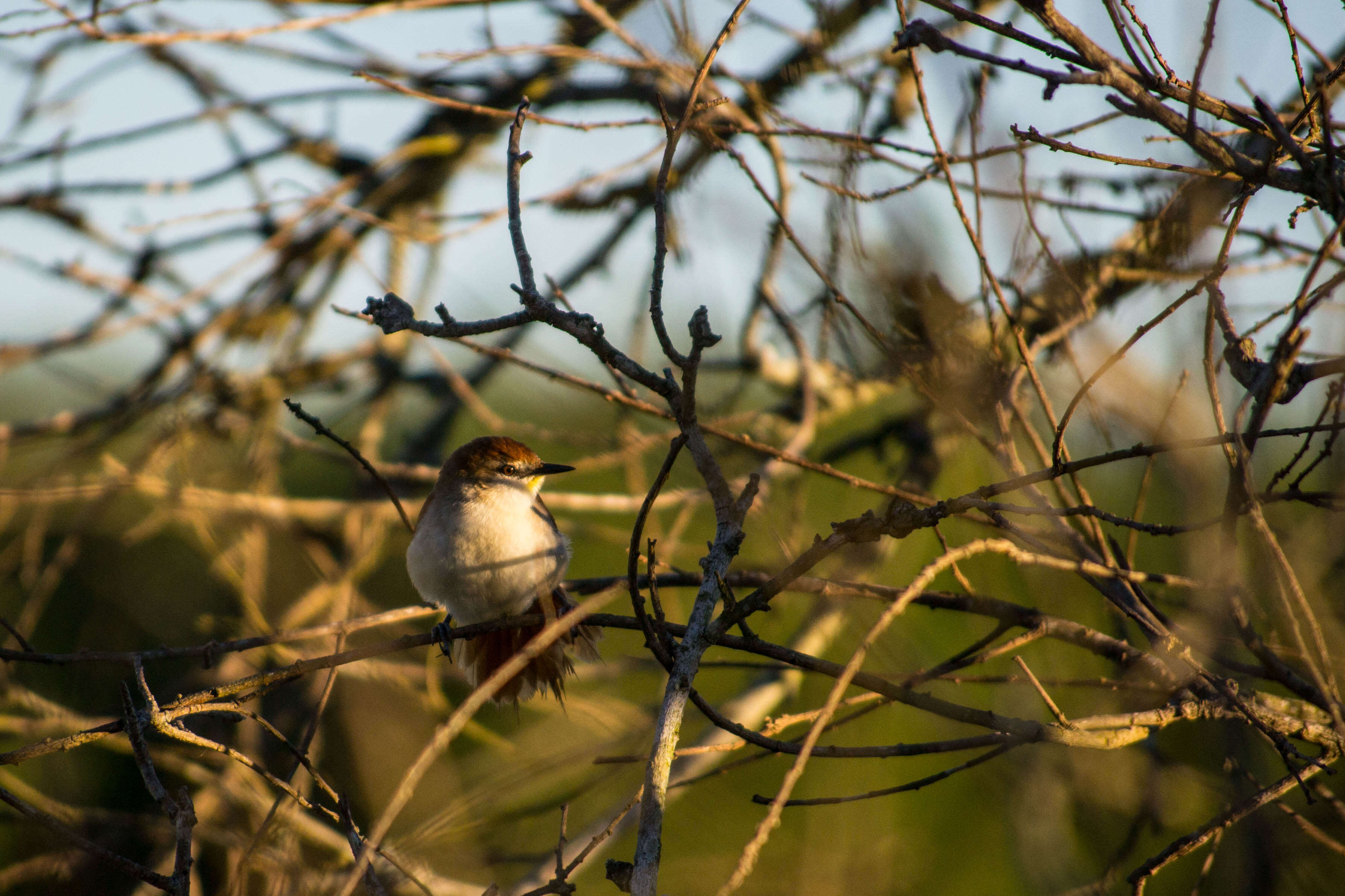 Image of Yellow-chinned Spinetail