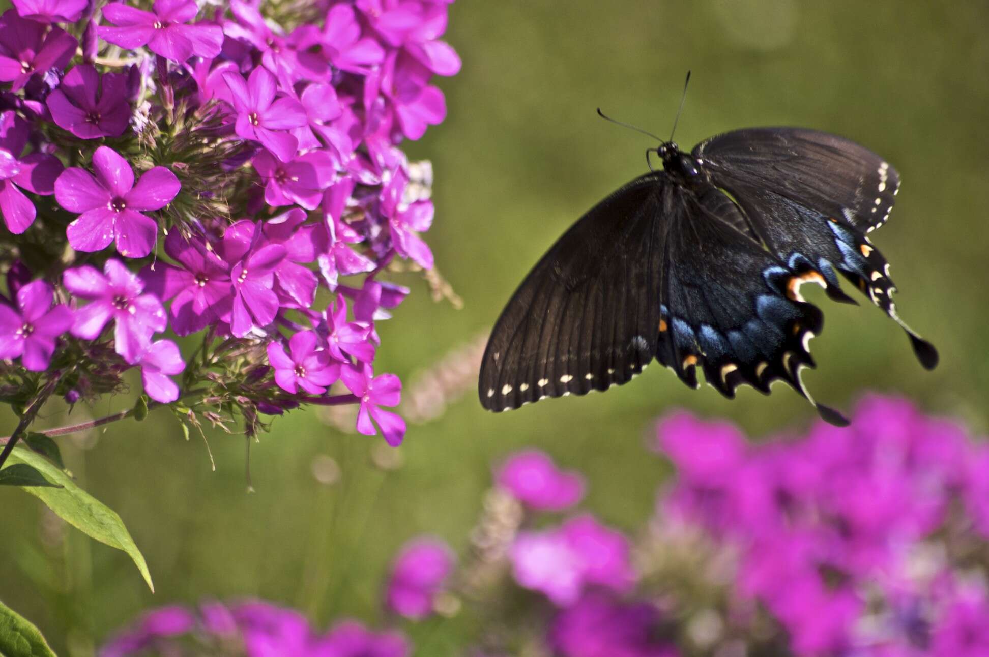 Papilio troilus Linnaeus 1758 resmi