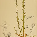 Image of Dyer's Greenweed