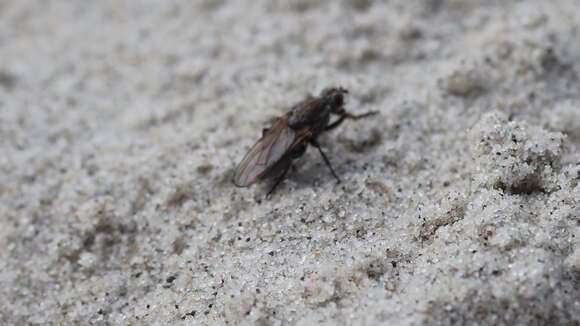 Image of Seaweed Flies