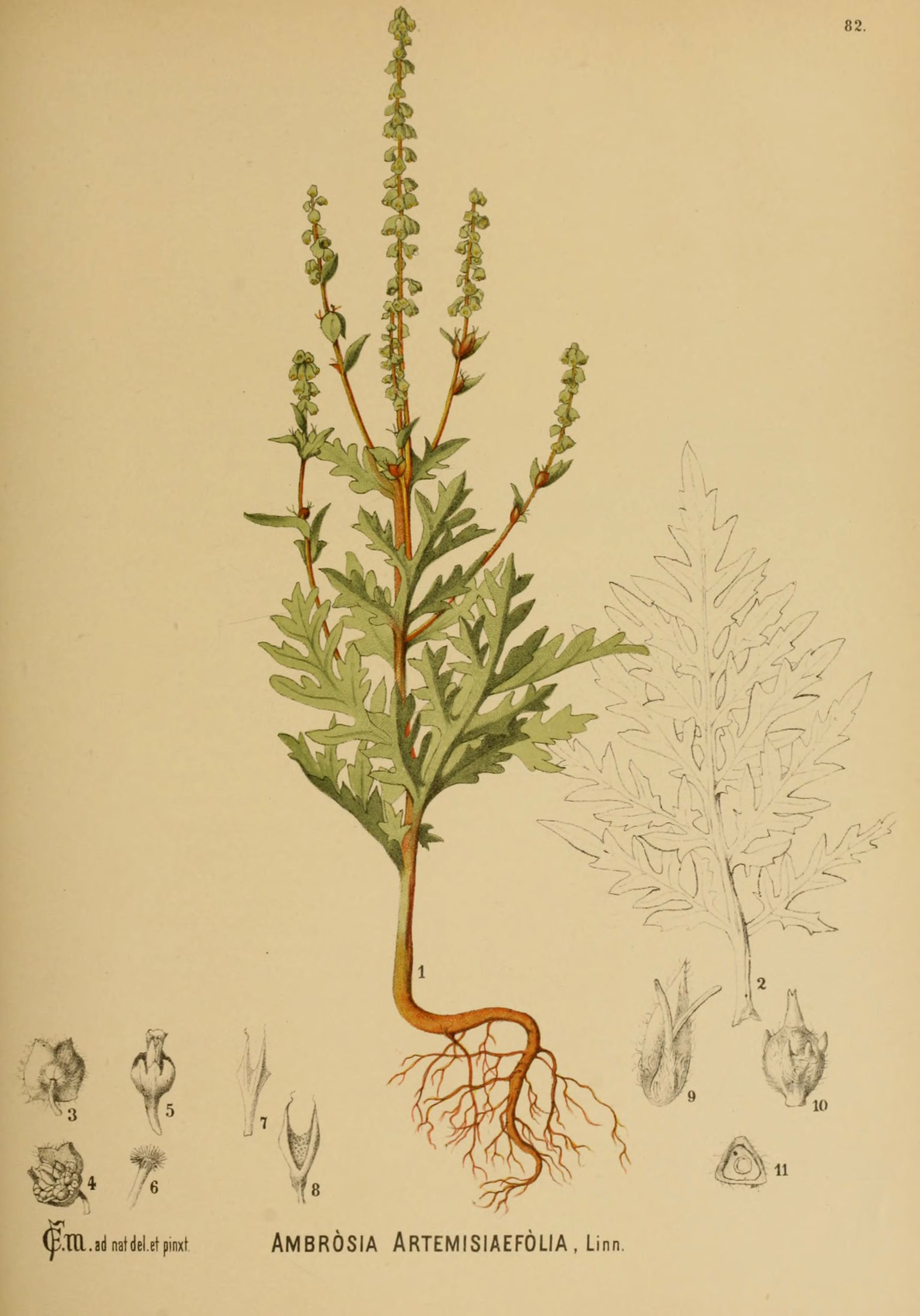 Амброзия полыннолистная гербарий