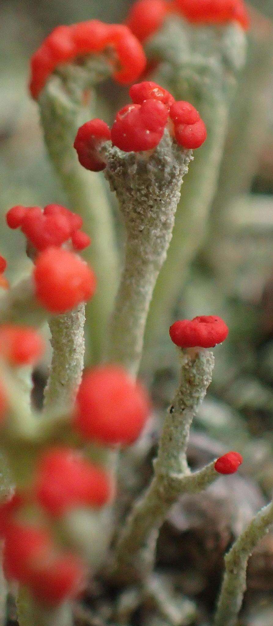 Image of Cladonia macilenta