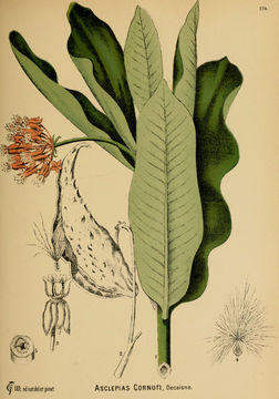 Image of Asclepias