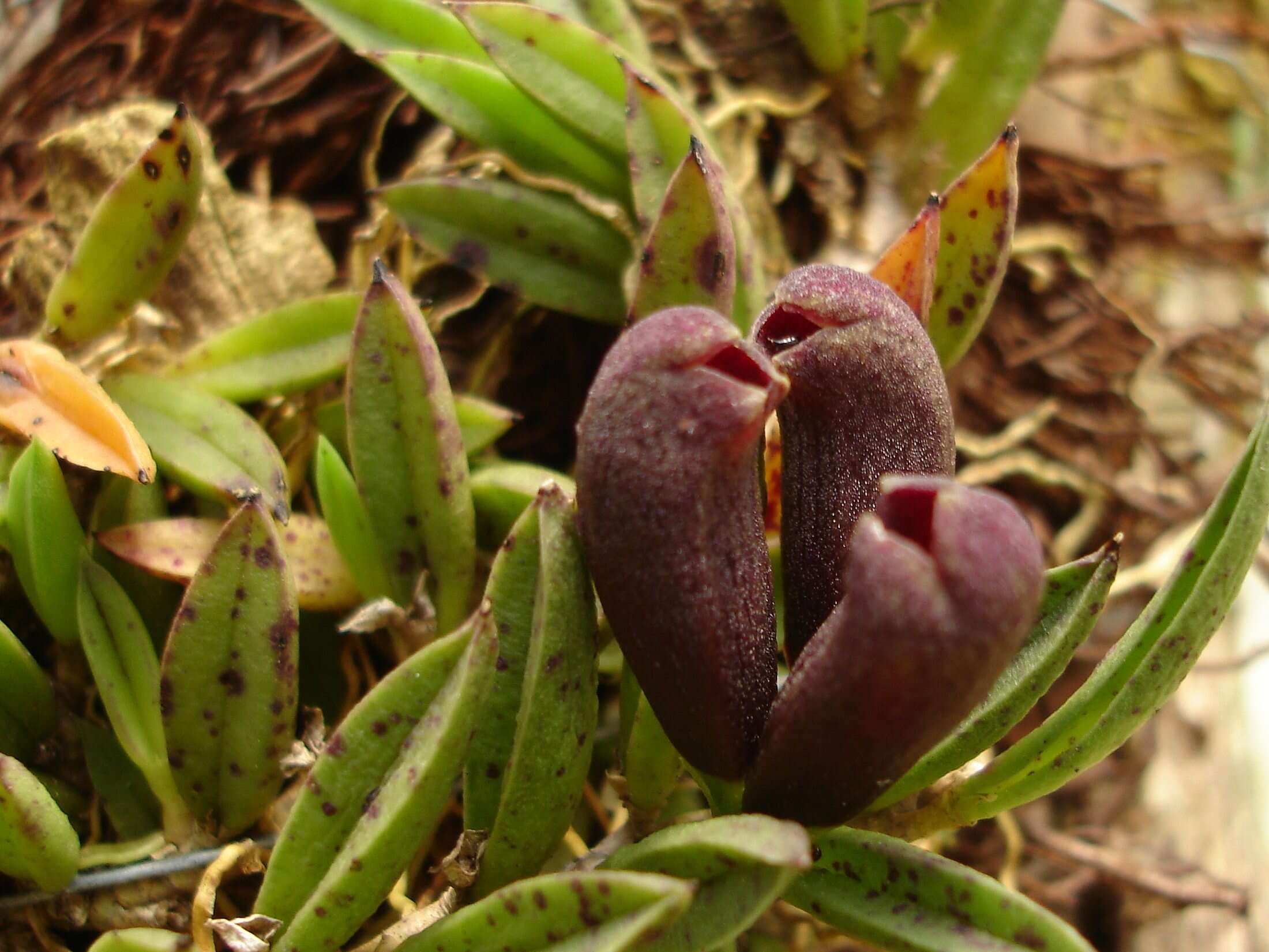 Imagem de Acianthera asaroides (Kraenzl.) Pridgeon & M. W. Chase