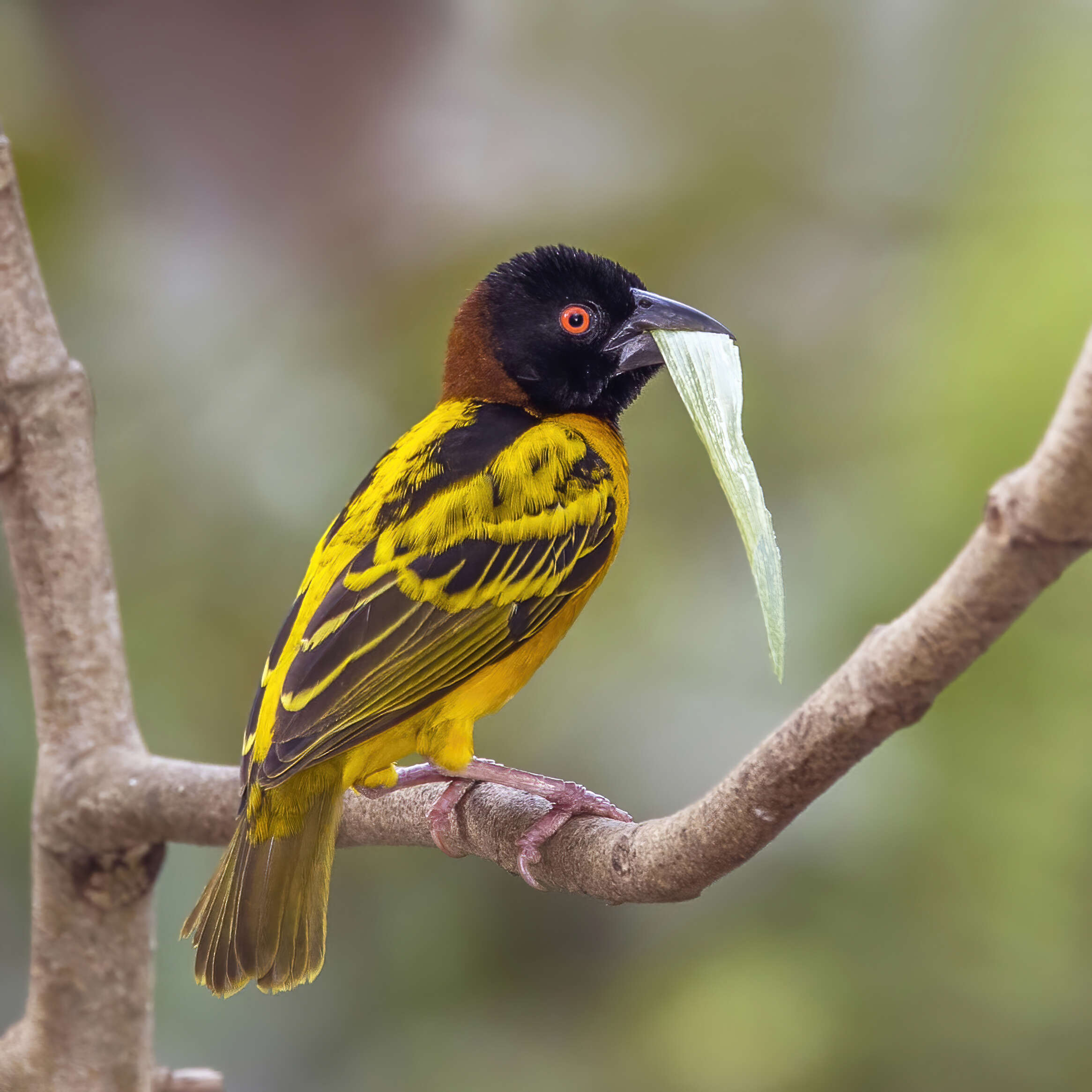 Image of Village Weaver