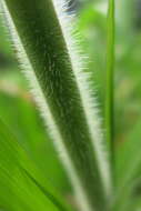 Image of witch grass