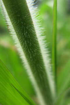 Imagem de Panicum capillare L.