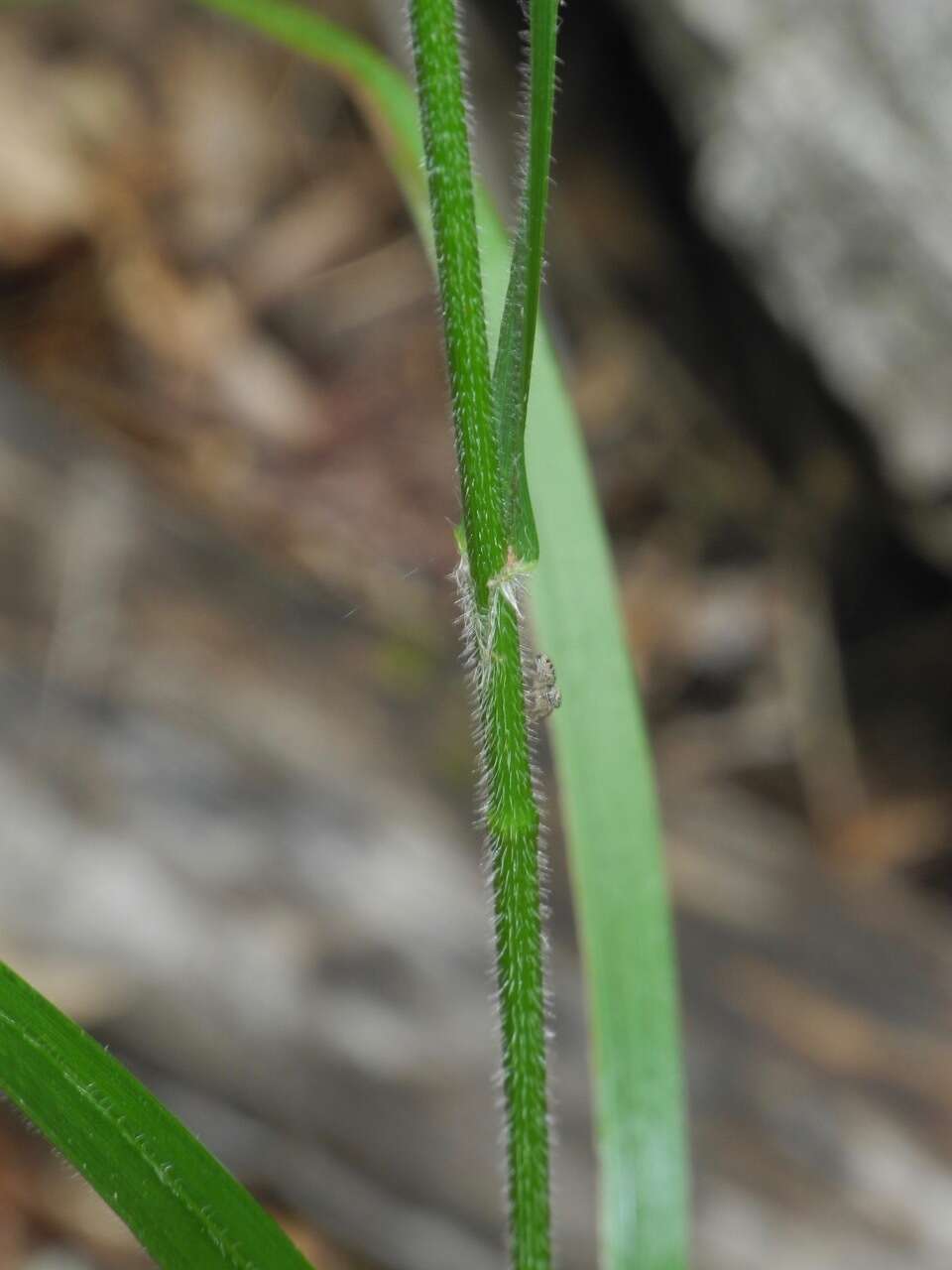Image of Nottoway Valley brome