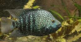 Image of Lowland cichlid