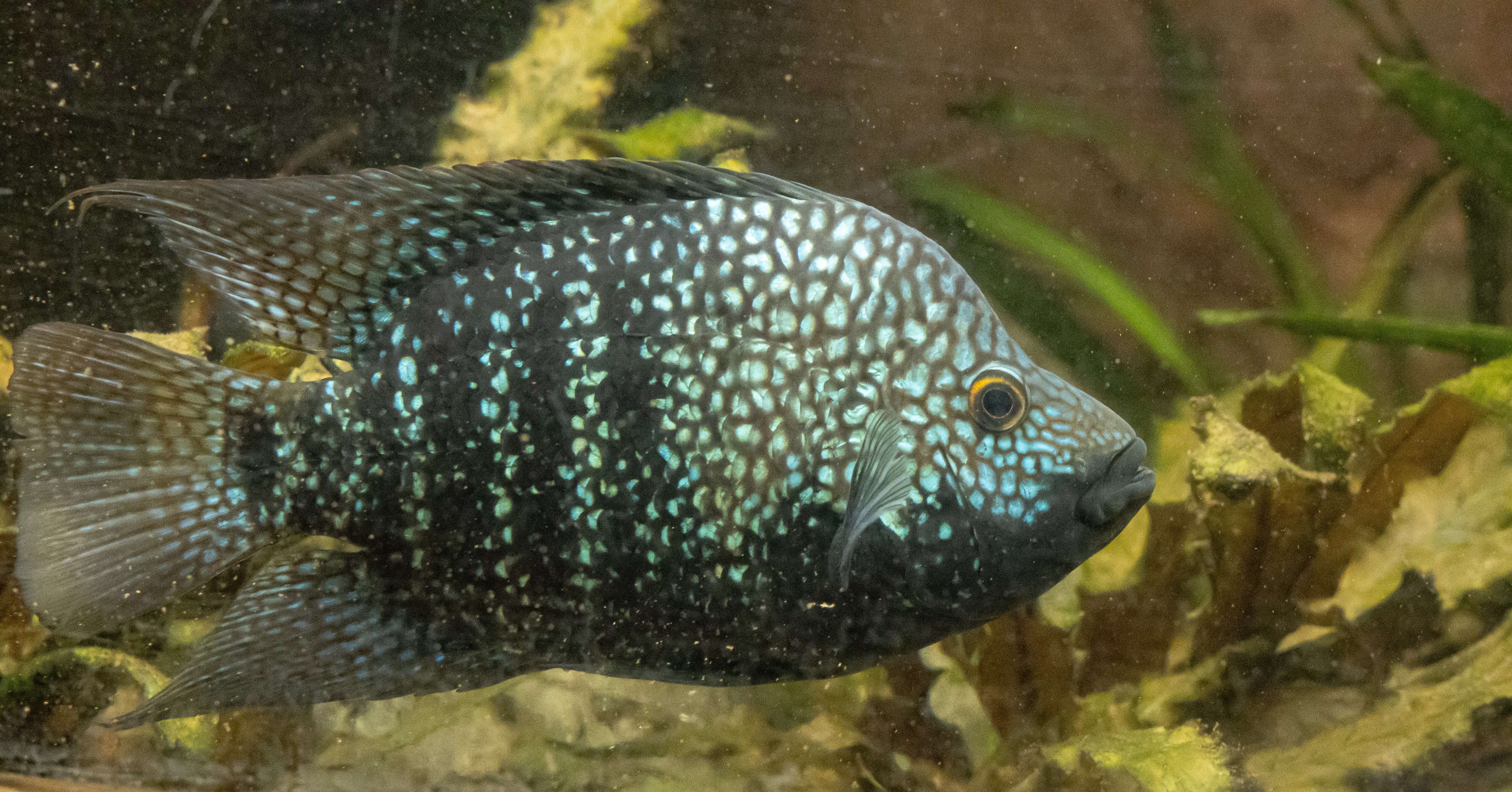 Image of Lowland cichlid