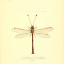 Image of Helcopteryx rhodiogramma (Rambur 1842)