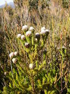 Image of Leucadendron sorocephalodes Phillips & Hutchinson