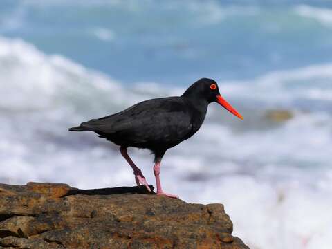 Image of African Black Oystercatcher