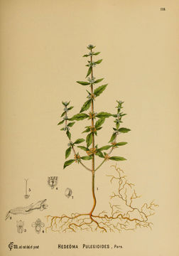 Image of American false pennyroyal