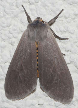 Image of Milkweed Tussock Moth