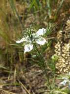 Nigella arvensis L. resmi