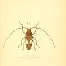 Image of Lachnia subcincta Audinet-Serville 1835