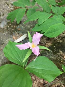 Image of White trillium