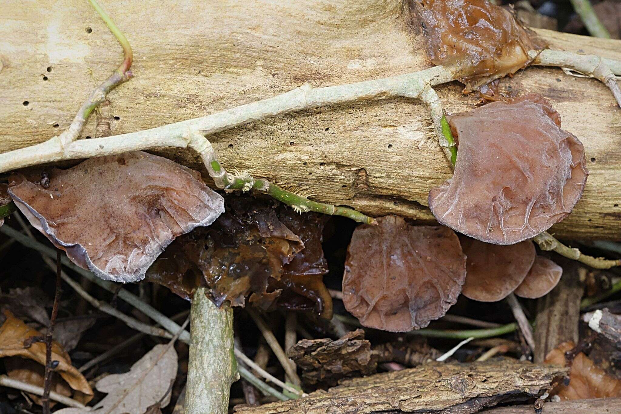 Image of ear fungus