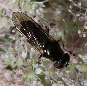 صورة <i>Cheilosia scutellata</i>