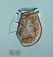 صورة Dinophysiaceae