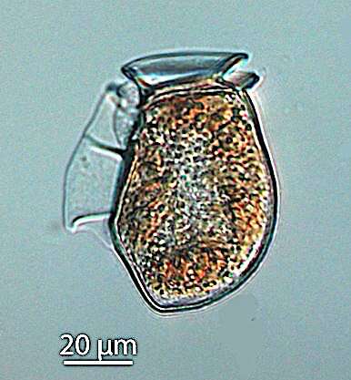 صورة Dinophysiaceae