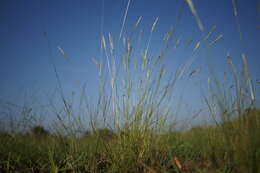 صورة Rytidosperma caespitosum (Gaudich.) Connor & Edgar