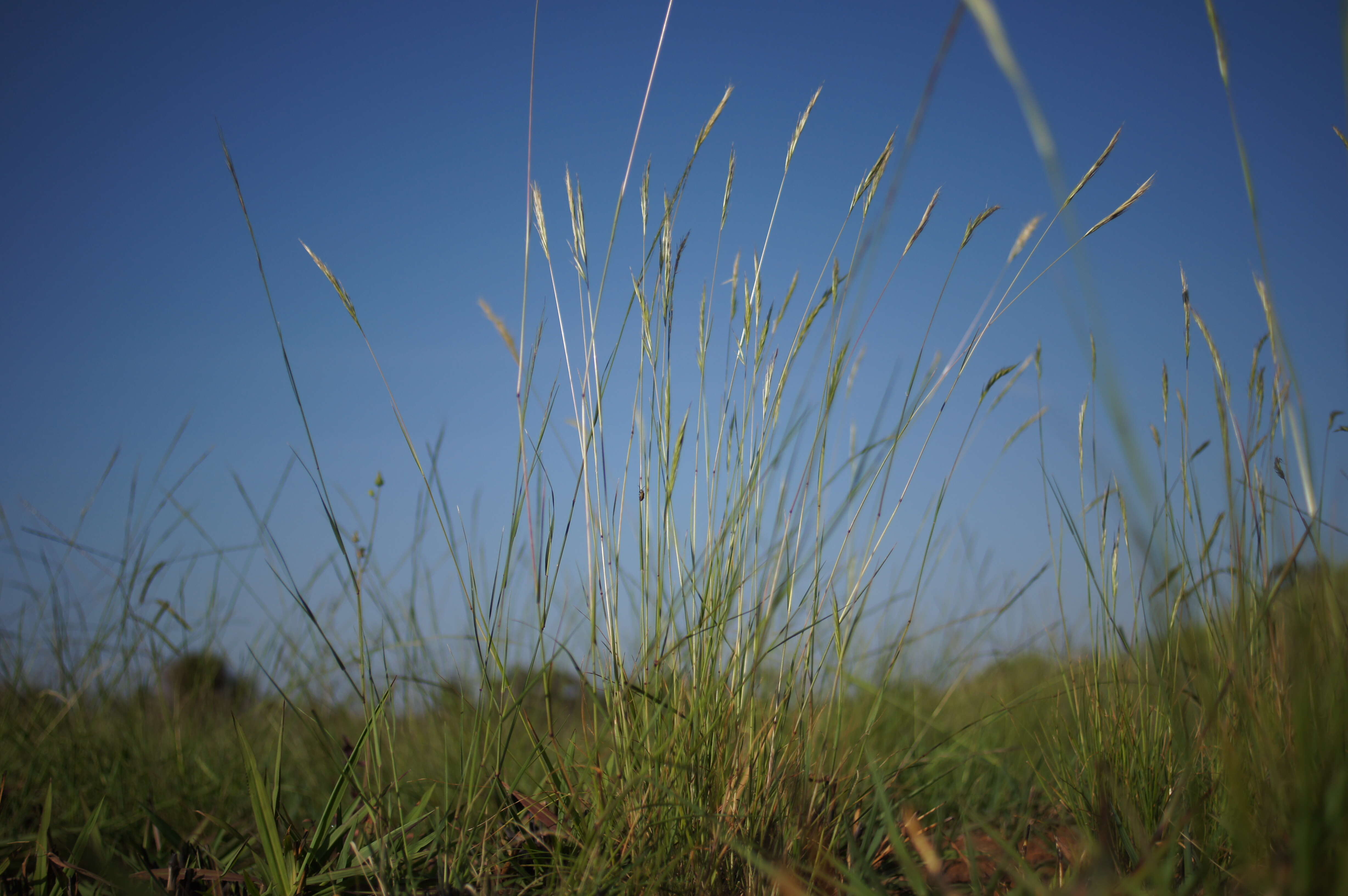 صورة Rytidosperma caespitosum (Gaudich.) Connor & Edgar