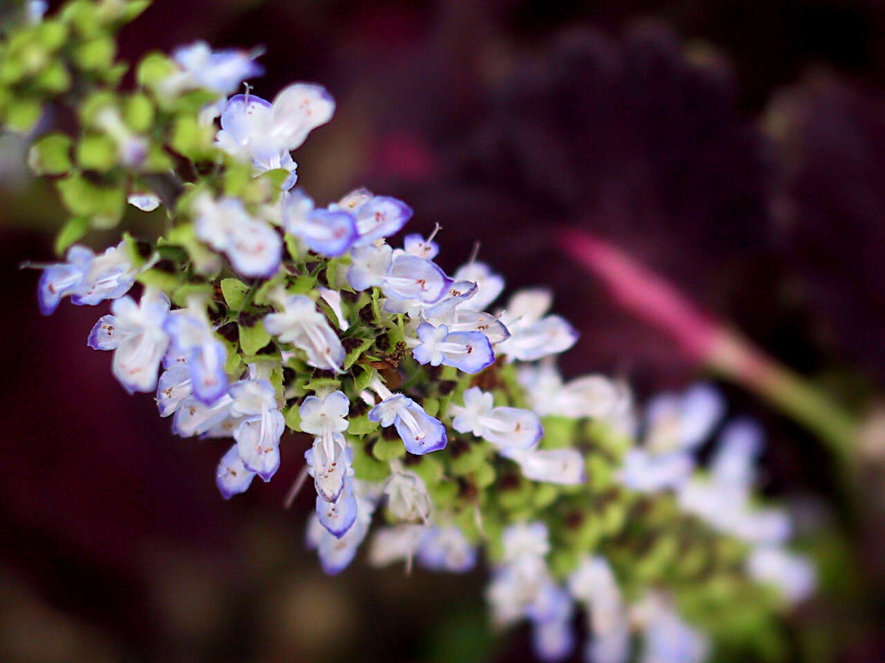 Image of common coleus