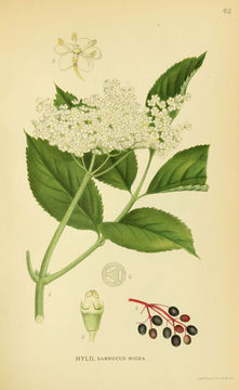 Image of black elderberry