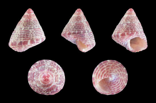 Image of Grooved Top-Shell