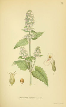 Image of catnip