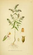 Image of <i>Odontites vernus</i>