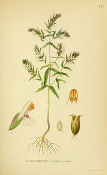 Image of <i>Odontites vernus</i>