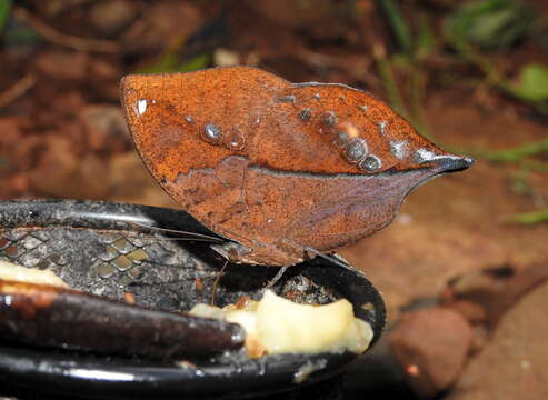 Image of Sahyadri blue oakleaf