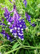 Image of bird vetch