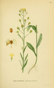 Image of gold-of-pleasure