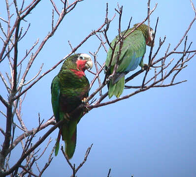 Image of Bahamas Parrot