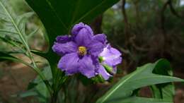 Image of Large Kangaroo Apple