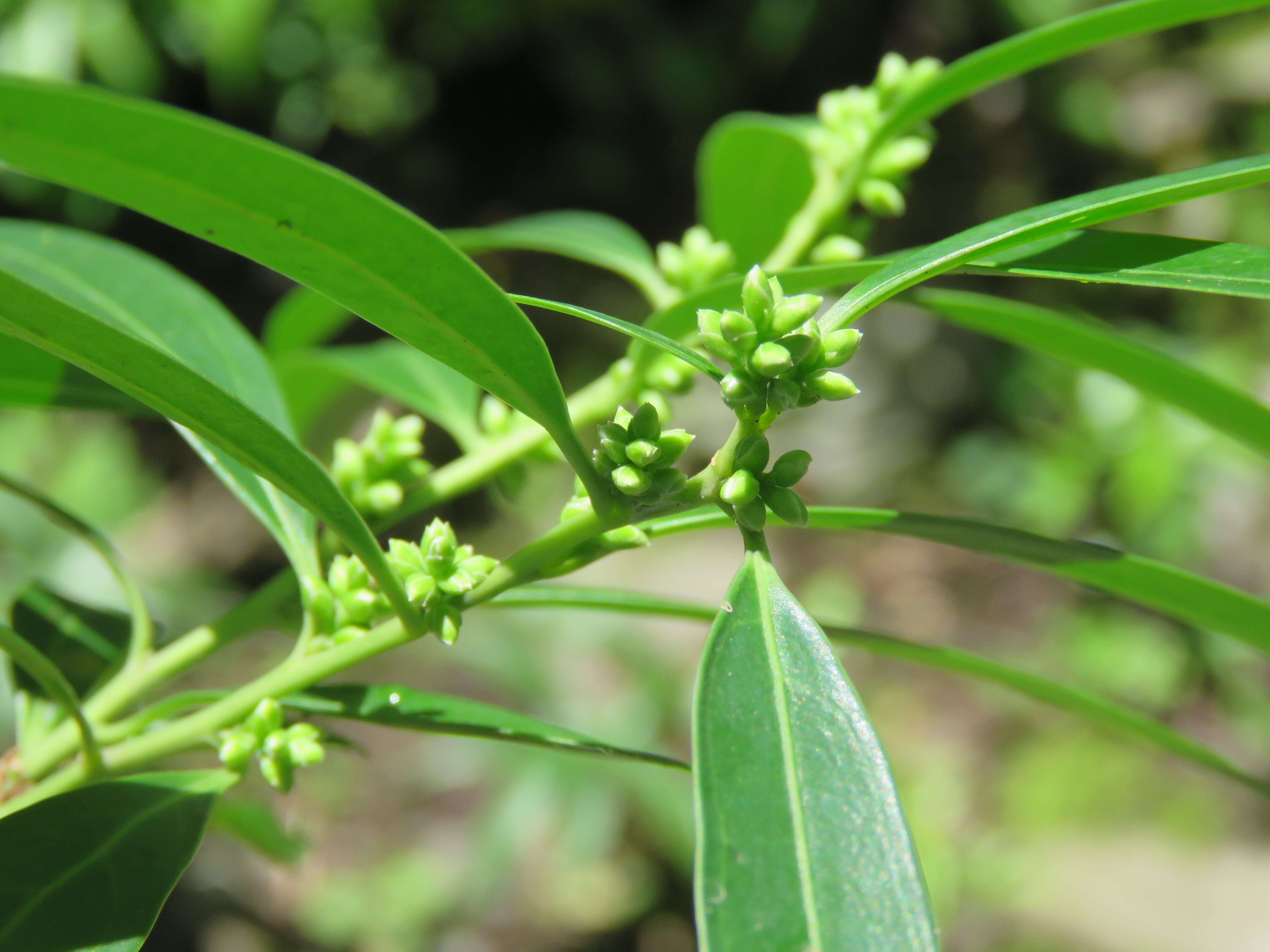 Image of Sarcococca saligna (D. Don) Müll. Arg.