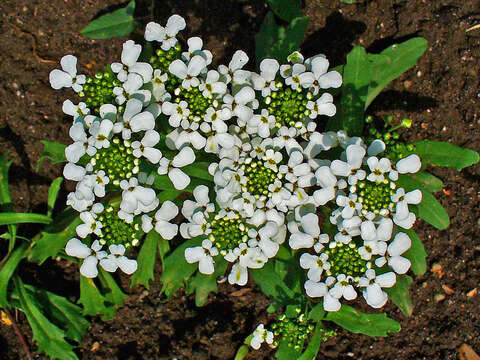 Image of annual candytuft