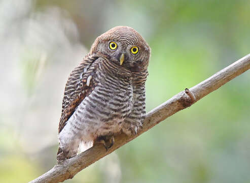 Image of Jungle Owlet