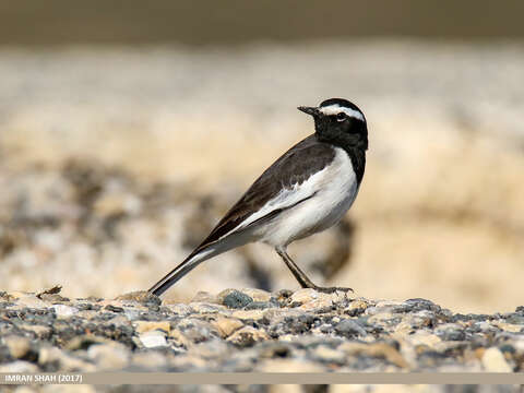 Image of White-browed Wagtail