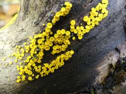 Image of Yellow fairy cup