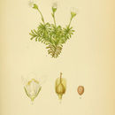 Image of pincushion plant