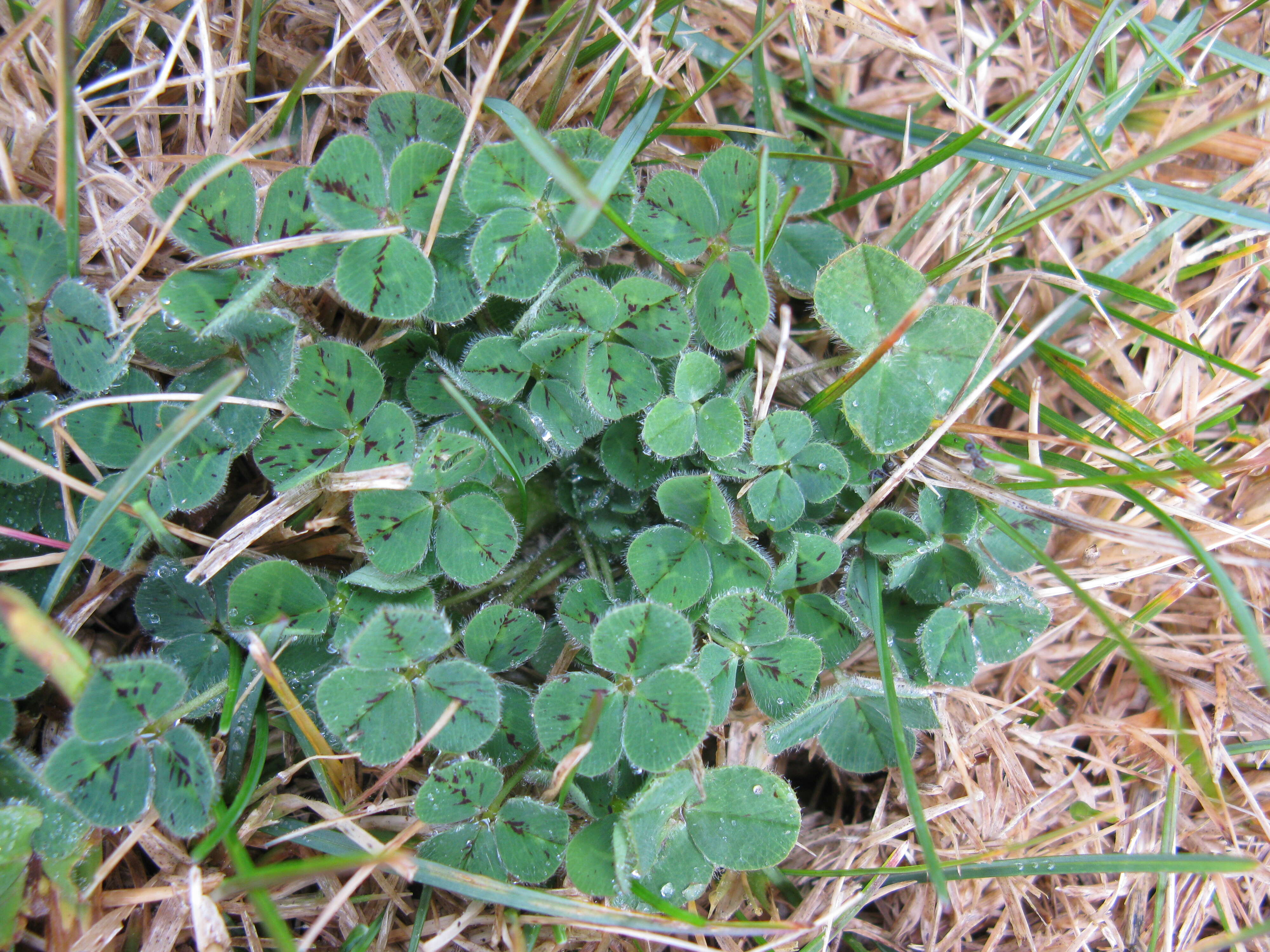 Image of subterranean clover