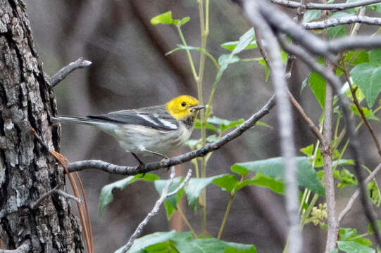 Image of Hermit Warbler