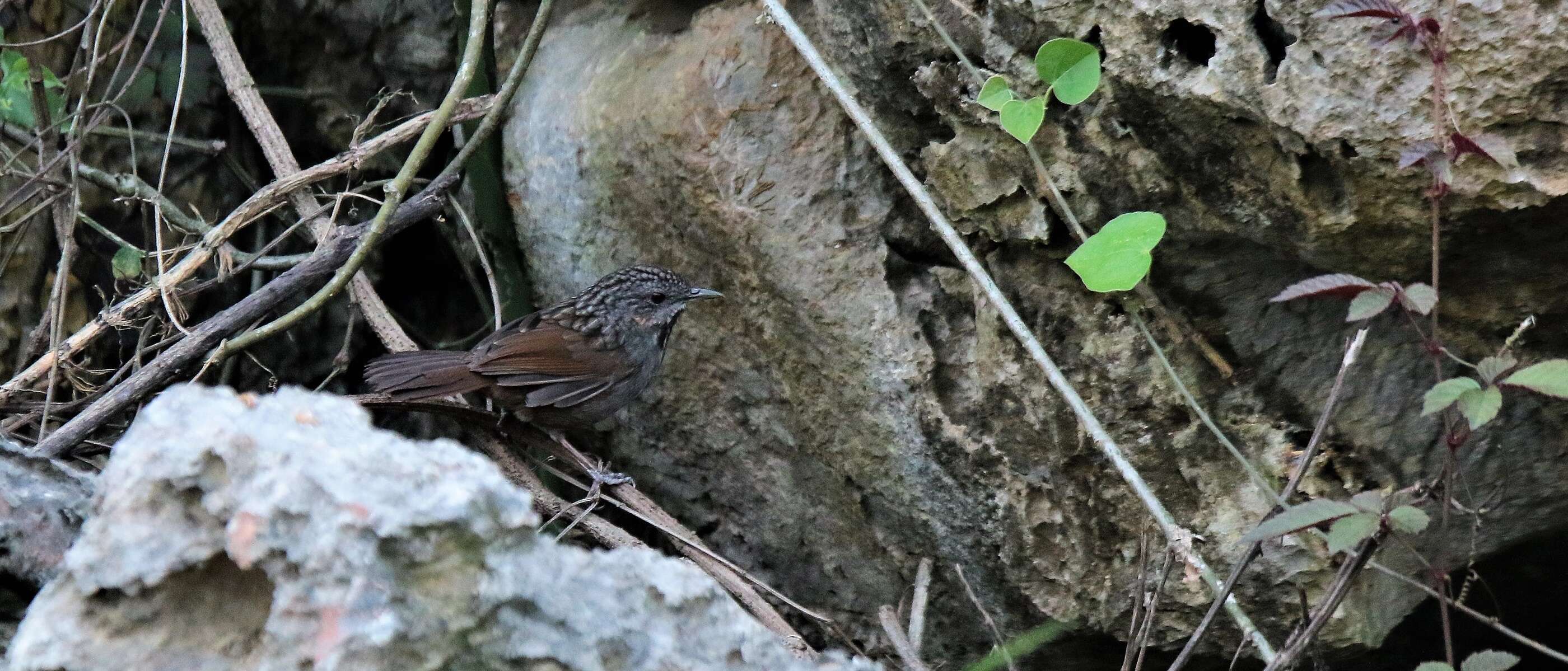 Napothera crispifrons的圖片