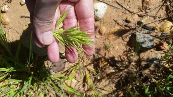 Image of compact brome