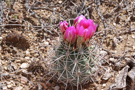 Image of Colorado hookless cactus